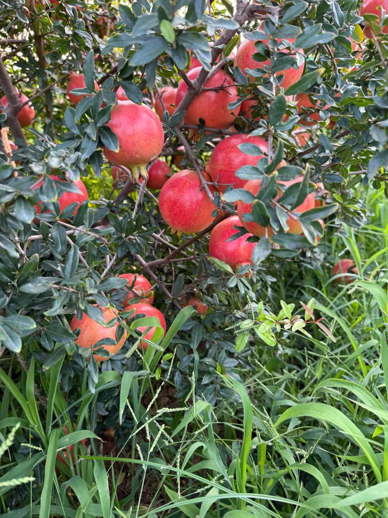 WhatsApp Image 2024-11-02 at 02.54.57-2