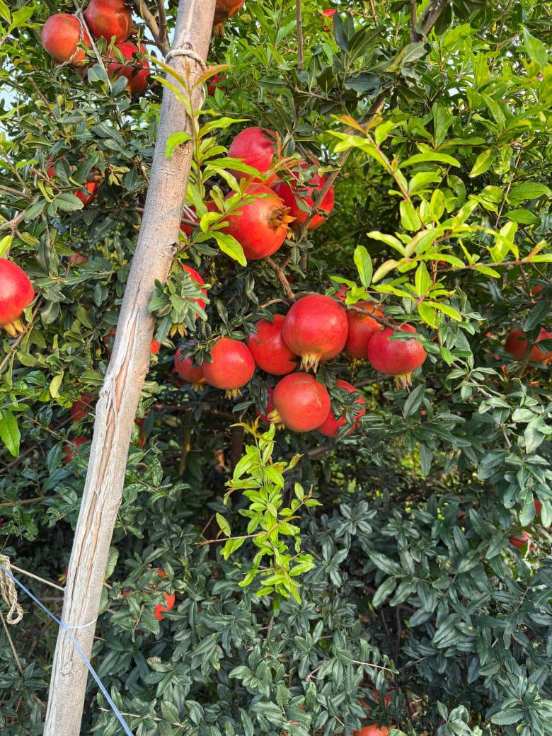 WhatsApp Image 2024-11-02 at 02.54.57